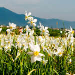 Долина Нарцисів в Карпатах — найбільше скупчення рідкісних квітів у світі 8 Долина Нарцисів в Карпатах — найбільше скупчення рідкісних квітів у світі