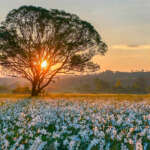 Долина Нарцисів в Карпатах — найбільше скупчення рідкісних квітів у світі 7 Долина Нарцисів в Карпатах — найбільше скупчення рідкісних квітів у світі