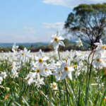 Долина Нарцисів в Карпатах — найбільше скупчення рідкісних квітів у світі 4 Долина Нарцисів в Карпатах — найбільше скупчення рідкісних квітів у світі