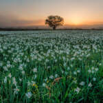 Долина Нарцисів в Карпатах — найбільше скупчення рідкісних квітів у світі 5 Долина Нарцисів в Карпатах — найбільше скупчення рідкісних квітів у світі