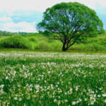 Долина Нарцисів в Карпатах — найбільше скупчення рідкісних квітів у світі 6 Долина Нарцисів в Карпатах — найбільше скупчення рідкісних квітів у світі