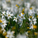 Долина Нарцисів в Карпатах — найбільше скупчення рідкісних квітів у світі 9 долина нарцисів коли цвітуть