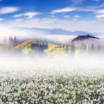 Долина Нарцисів в Карпатах — найбільше скупчення рідкісних квітів у світі 10 Долина Нарцисів в Карпатах — найбільше скупчення рідкісних квітів у світі