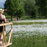 Долина Нарцисів в Карпатах — найбільше скупчення рідкісних квітів у світі 11 долина нарцисів як доїхати