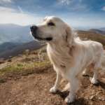 Гора Пікуй: найвища вершина львівської області 9 маршрут на гору Пікуй